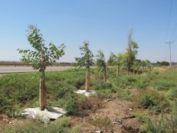 Schutzbaum-Allee Netiv HaAsara
